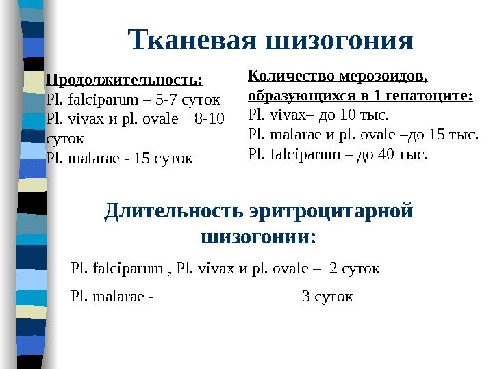 Тканевая шизогония Продолжительность: Pl. falciparum – 5 -7 суток Pl. vivax и pl. ovale